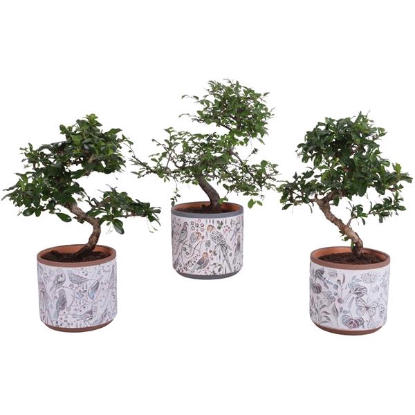 <h4>Bonsai Indoor Mix Ø12cm S-Shape in Ø 14cm Ceramic Pot Forest</h4>