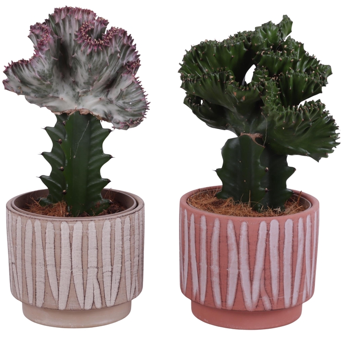 <h4>Cactus mix Euphorbia l. Ø12cm in Ø14cm Ceramic NT667</h4>