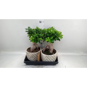 Ficus microcarpa 'Ginseng'