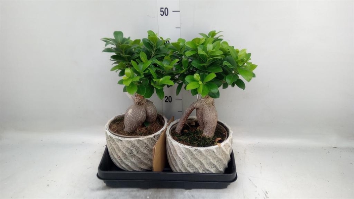 <h4>Ficus microcarpa 'Ginseng'</h4>