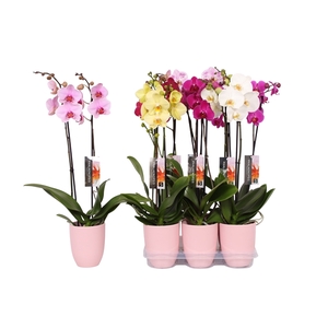 Phalaenopsis mix, 2-spike Pink Ceramics