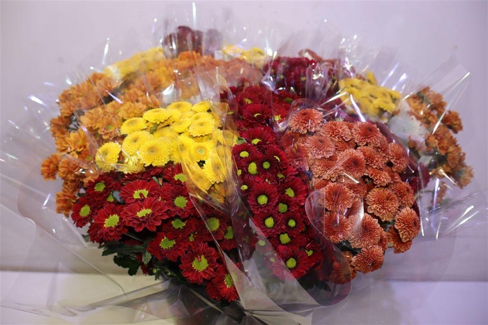 <h4>Chr San Gem Herfst Mix X5</h4>