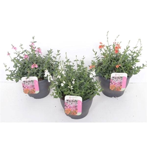 Diascia Flying Colors gemengd