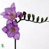 BQ 142 LISANNE PEACH (10 STEMS)