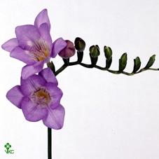 BQ 142 LISANNE PEACH (10 STEMS)