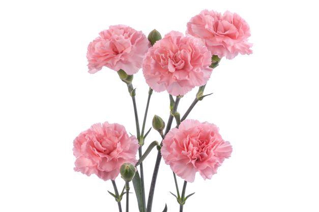 <h4>DI TR PINK PIGEON</h4>