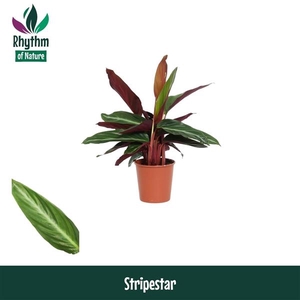 Stromanthe sanguinea 'Stripestar'