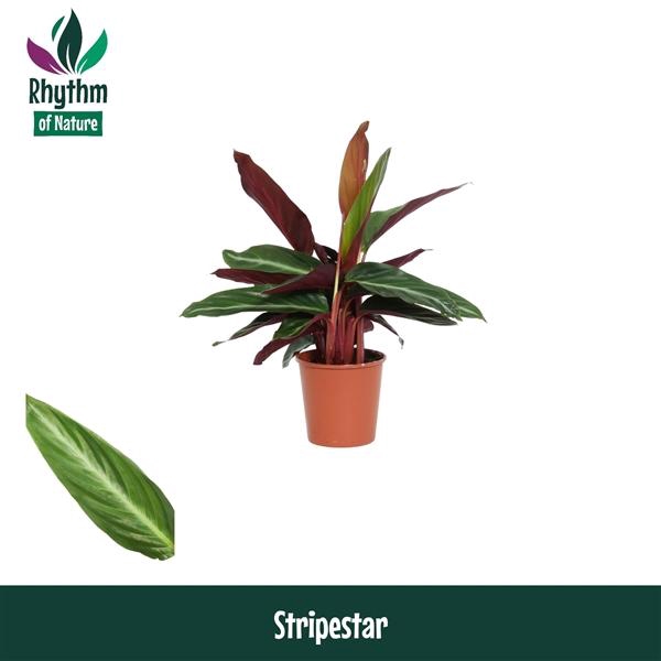 <h4>Stromanthe sanguinea 'Stripestar'</h4>