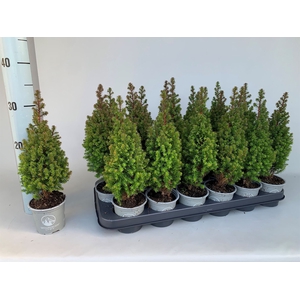 Chamaecyparis thyo. 'Spitsbergen'