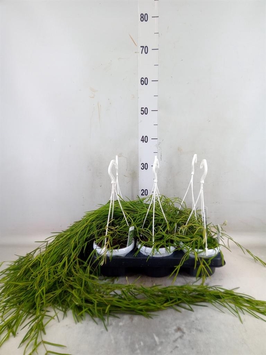 <h4>Hoya linearis</h4>