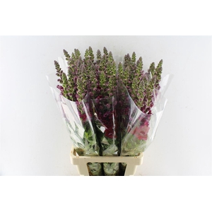 Antirrhinum Maryland Red