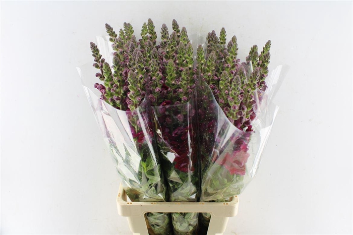 <h4>Antirrhinum Maryland Red</h4>