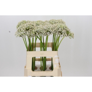 Allium Nigrum