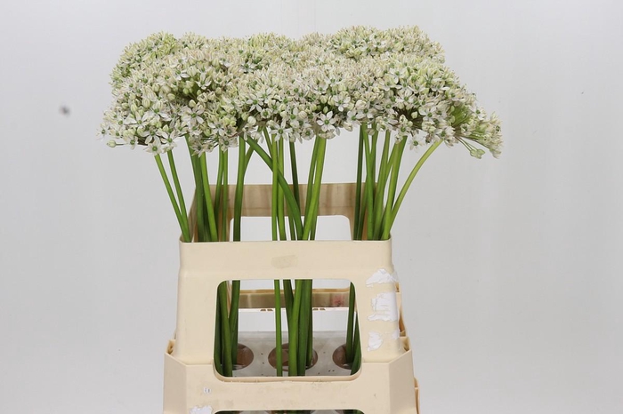 <h4>Allium Nigrum</h4>