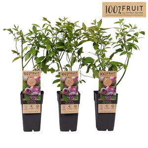 Vaccinium Pink Lemonade® P15