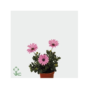 Dimorphotheca