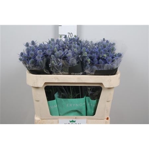 Eryn Mag Blue Lagoon