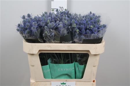 <h4>Eryn Mag Blue Lagoon</h4>