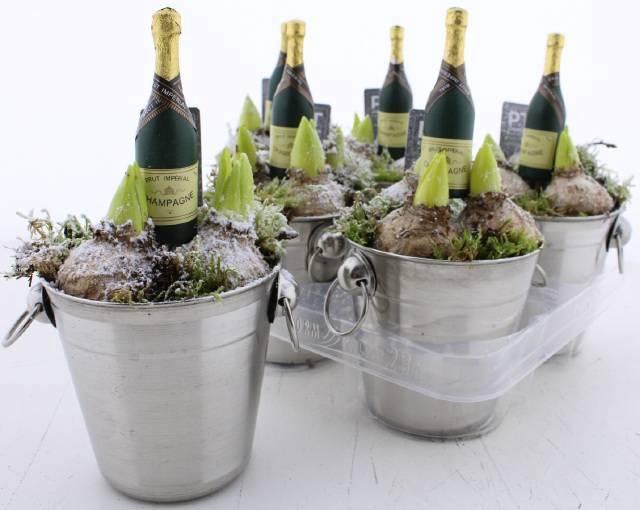 <h4>ARR HYACINTH</h4>