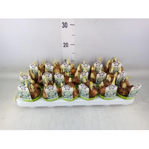 Narcissus DU 'Bridal Crown'