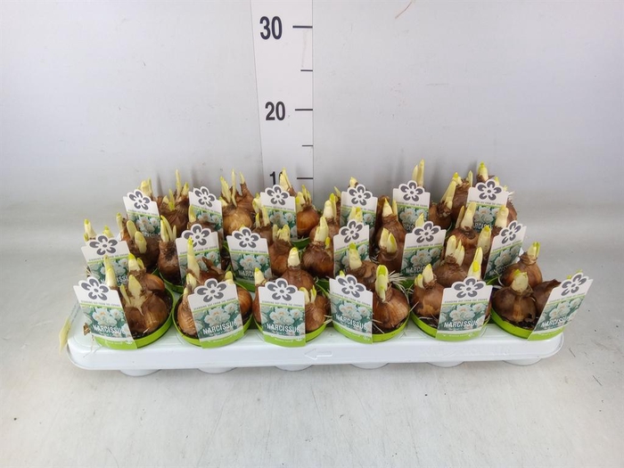 <h4>Narcissus DU 'Bridal Crown'</h4>