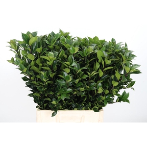 Ilex Me Blue Fantasy