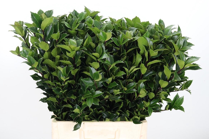 <h4>Ilex Me Blue Fantasy</h4>