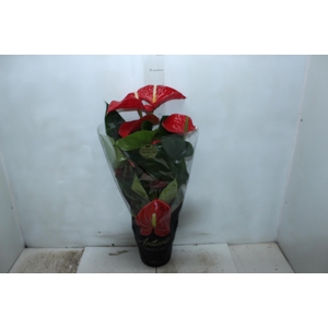 ANTHURIUM MICHIGAN P17 PREMIUM