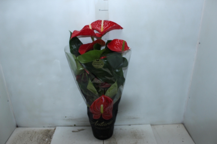 <h4>ANTHURIUM MICHIGAN P17 PREMIUM</h4>