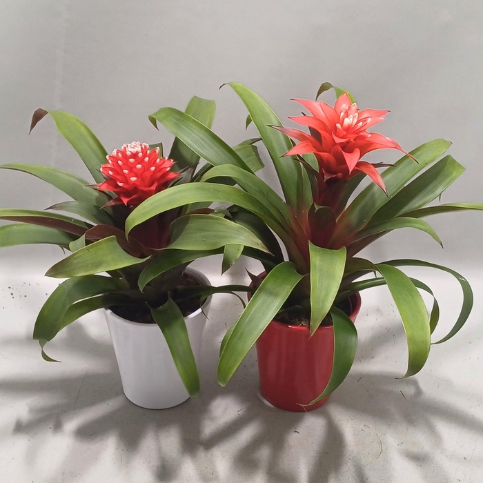 <h4>Bromelia Adventure Rood en Wit</h4>