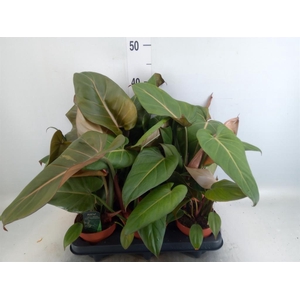 Philodendron   ...