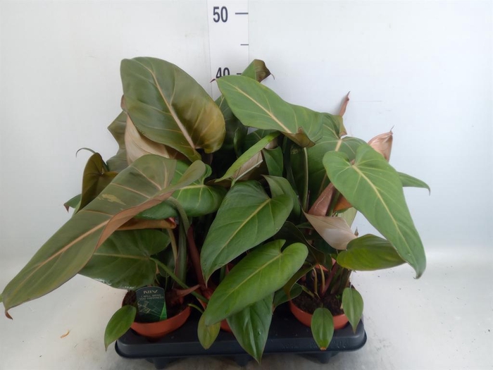 <h4>Philodendron ...</h4>