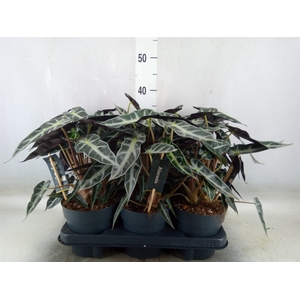 Alocasia  'Bambino Arrow'