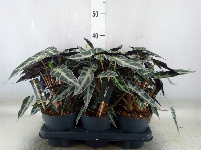 <h4>Alocasia  'Bambino Arrow'</h4>
