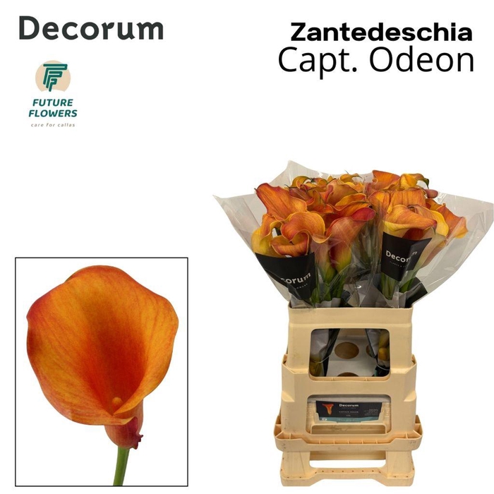<h4>Zantedeschia captain odeon</h4>