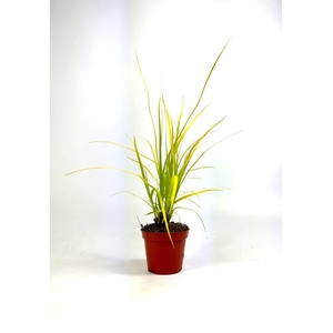 Carex 'Everillo' p8