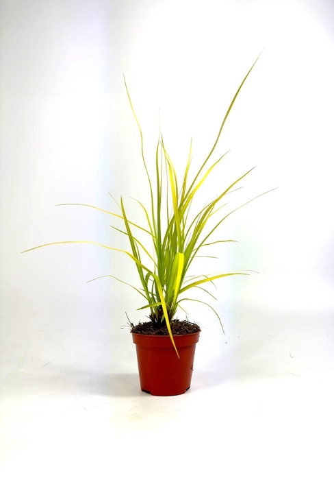 <h4>Carex 'Everillo' p8</h4>