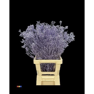 Waxflower Metallic Light Purple