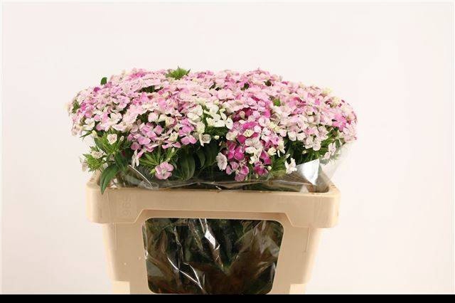 <h4>DI BARB ALDO ROSE</h4>