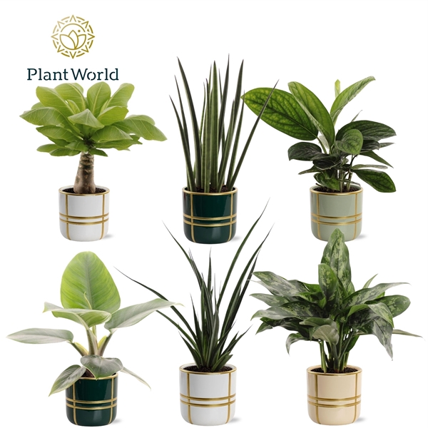 <h4>Groenmix Miami (diverse soorten) in pot Lauri</h4>
