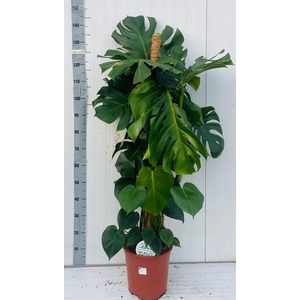 MONSTERA DELICIOSA