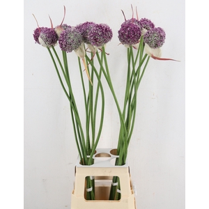 ALLIUM OV
