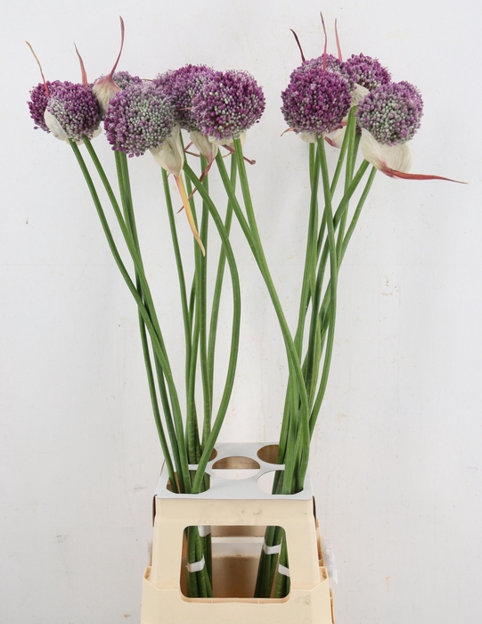 <h4>ALLIUM OV</h4>