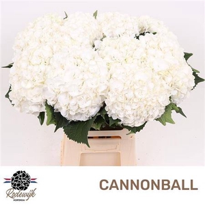 Hydr M Cannonball Wit