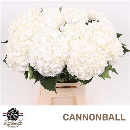 <h4>Hydr M Cannonball Wit</h4>