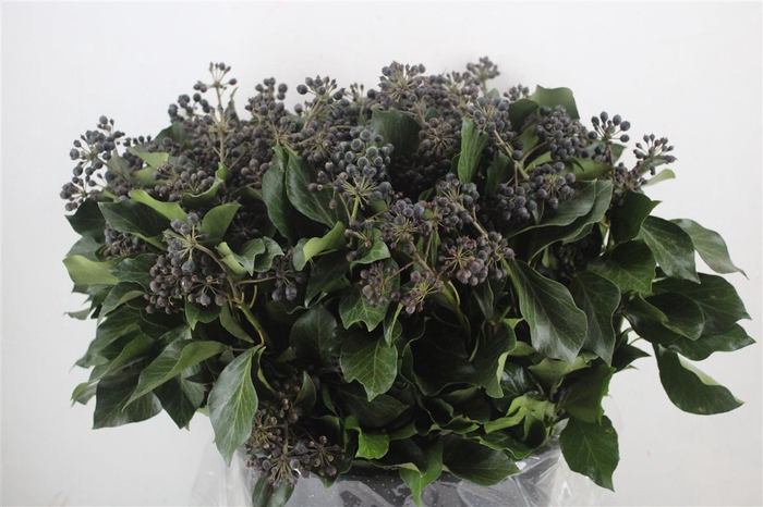 <h4>Hedera Berry 400gr P Bunch</h4>