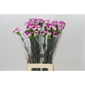 Dianthus St Kino