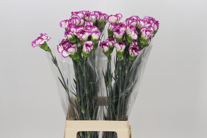 <h4>Dianthus St Kino</h4>