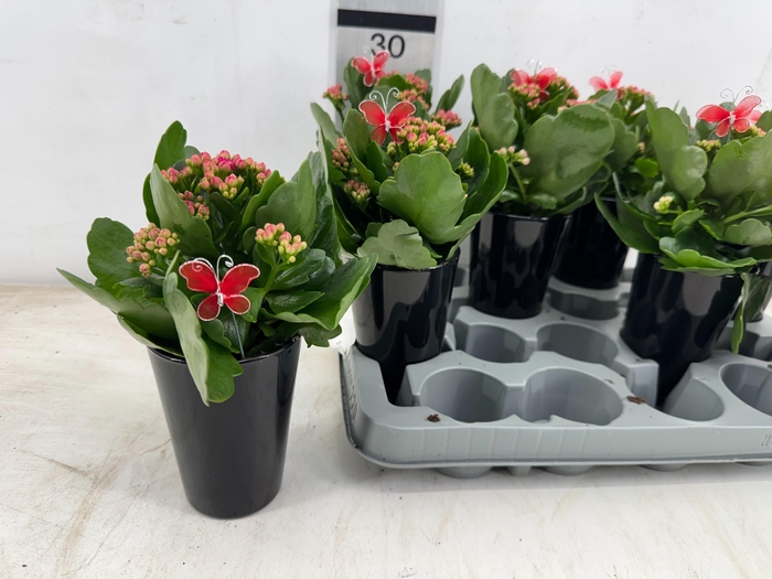 <h4>ARR PL IN SCHAAL</h4>