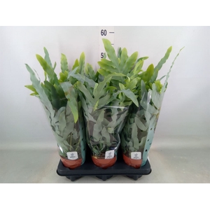 Phlebodium aureum 'Blue Star'